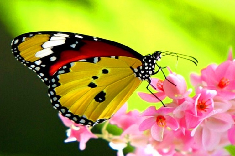 Butterfly Sanctuary Queen Valley Az