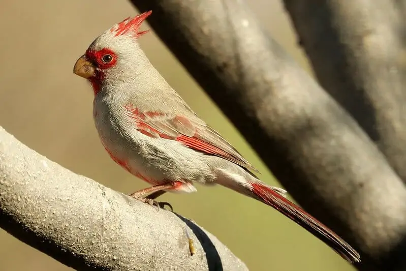 Common Birds In Ahwatukee Az